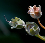 <i>Primula lutea </i>