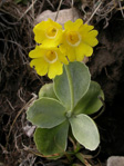 <i>Primula lutea </i>