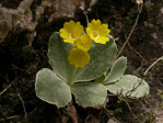 <i>Primula lutea </i>