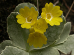 <i>Primula lutea </i>
