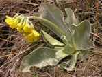 <i>Primula lutea </i>