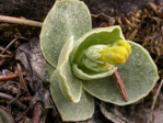 <i>Primula lutea </i>