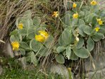 <i>Primula lutea </i>