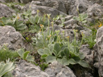 <i>Primula lutea </i>