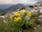 <i>Primula lutea </i>