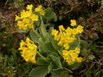 <i>Primula lutea </i>