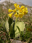 <i>Primula lutea </i>