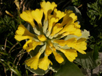 <i>Primula lutea </i>