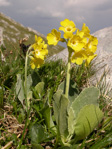 <i>Primula lutea </i>
