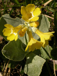 <i>Primula lutea </i>