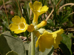 <i>Primula lutea </i>