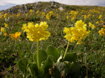 <i>Primula lutea </i>
