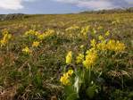 <i>Primula lutea </i>