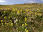 <i>Primula lutea </i>