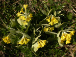 <i>Primula lutea </i>