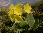 <i>Primula lutea </i>