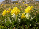 <i>Primula lutea </i>
