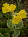 <i>Primula lutea </i>
