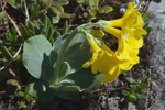 <i>Primula lutea </i>
