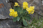 <i>Primula lutea </i>