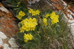 <i>Primula lutea </i>