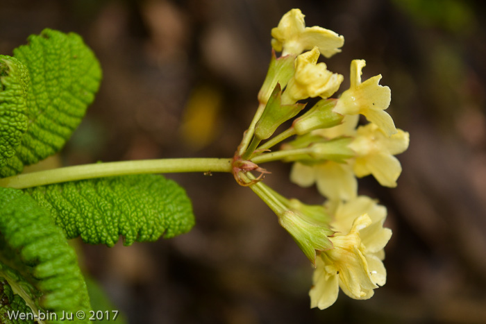 <i>Primula luteoflora </i>