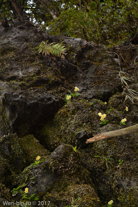 <i>Primula luteoflora </i>