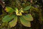 <i>Primula luteoflora </i>