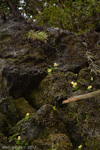 <i>Primula luteoflora </i>