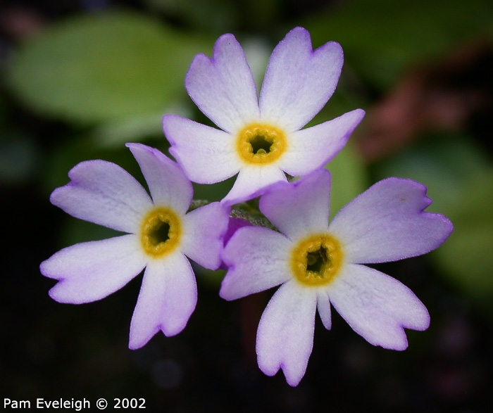 <i>Primula magellanica </i>