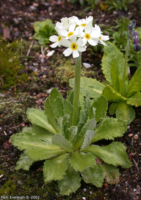 <i>Primula magellanica </i>