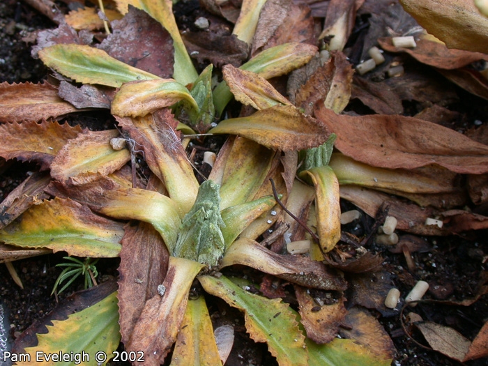 <i>Primula magellanica </i>