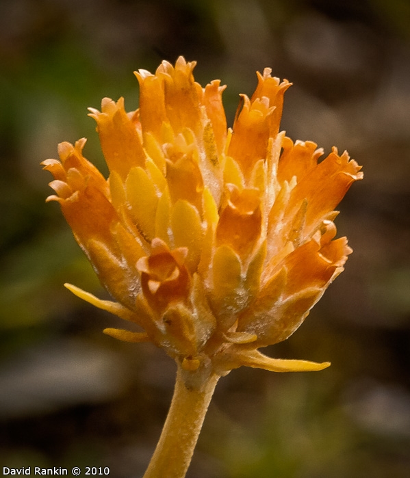 <i>Primula magellanica </i>