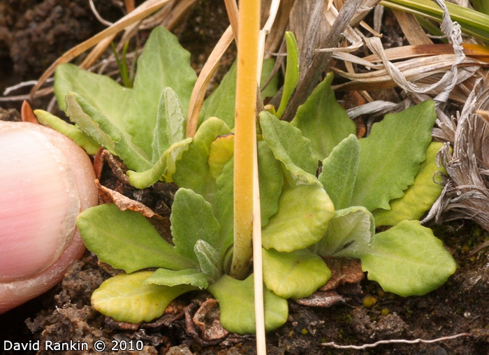 <i>Primula magellanica </i>