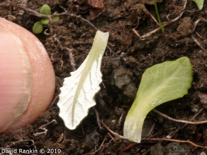 <i>Primula magellanica </i>