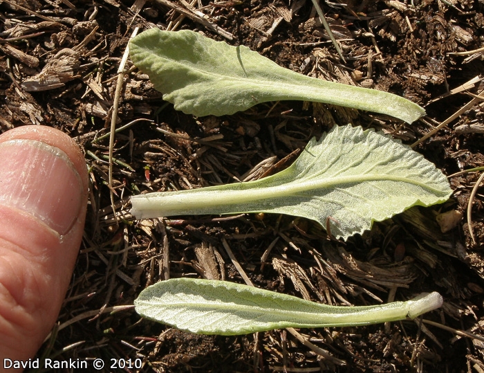 <i>Primula magellanica </i>