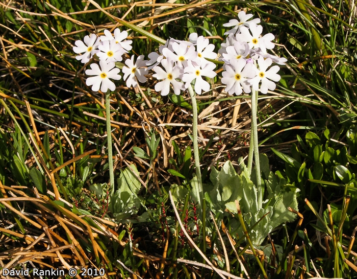 <i>Primula magellanica </i>
