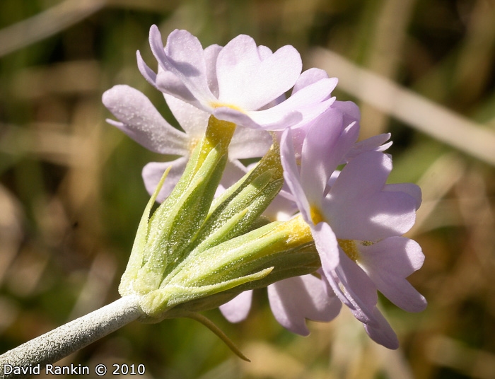 <i>Primula magellanica </i>
