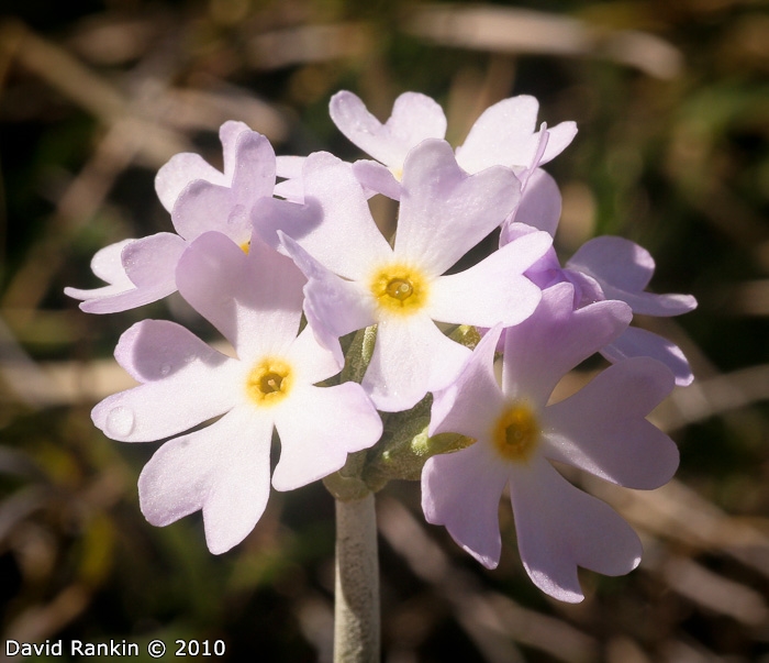 <i>Primula magellanica </i>