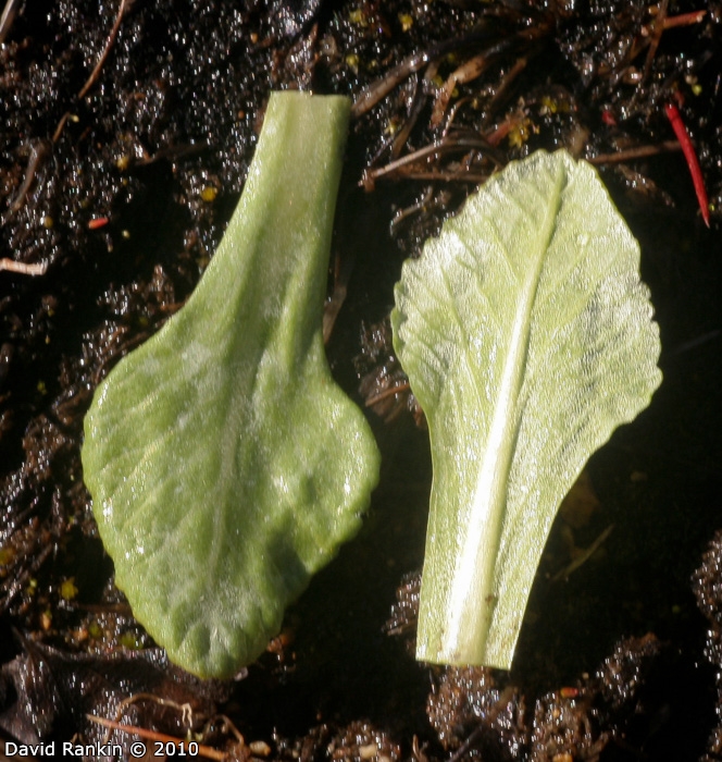 <i>Primula magellanica </i>