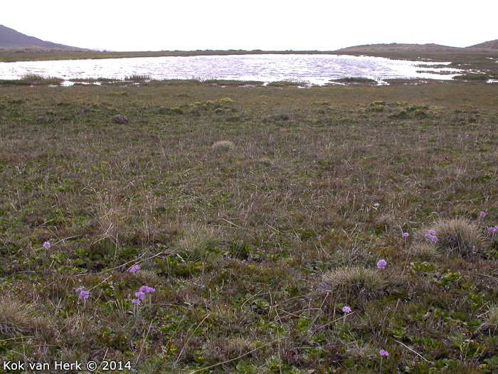 <i>Primula magellanica </i>