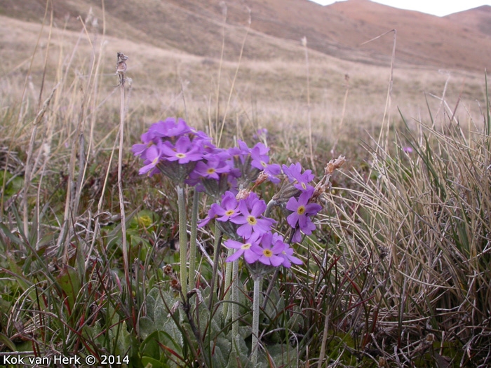 <i>Primula magellanica </i>