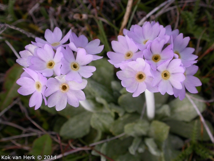 <i>Primula magellanica </i>