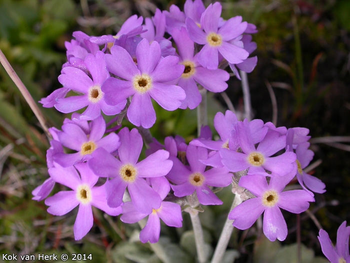 <i>Primula magellanica </i>