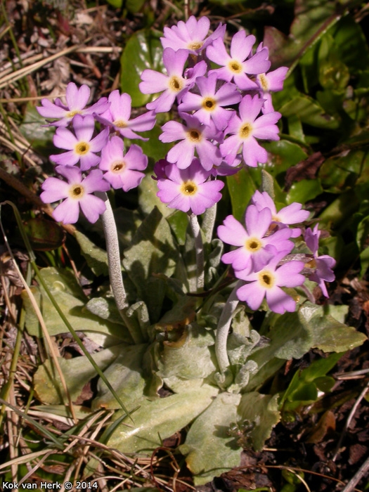 <i>Primula magellanica </i>