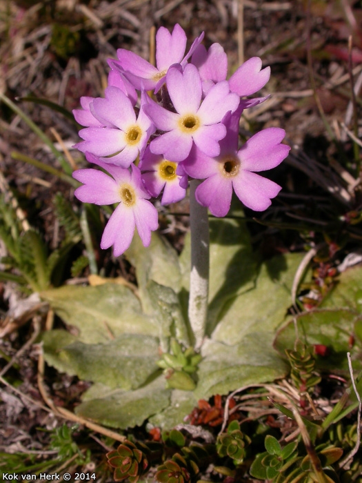 <i>Primula magellanica </i>