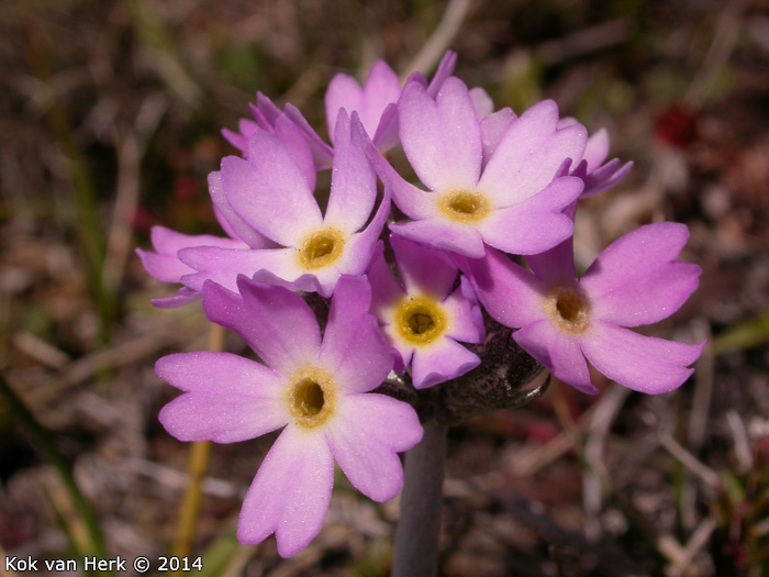 <i>Primula magellanica </i>