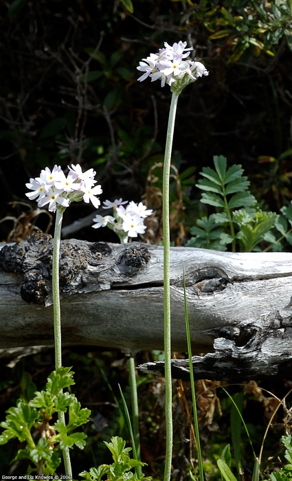 <i>Primula magellanica </i>