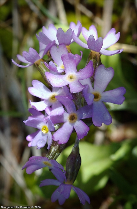 <i>Primula magellanica </i>