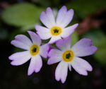 <i>Primula magellanica </i>